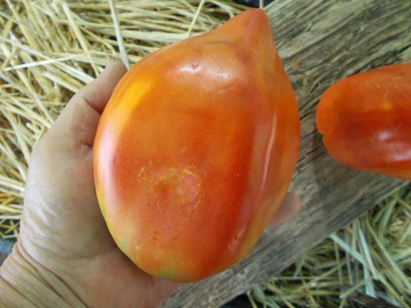  - SEMINTE ROSII - T 853 CUORE DI DRONERO