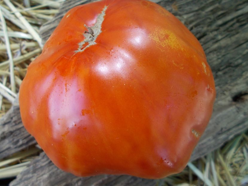  - SEMINTE ROSII - T 970 GIGANTE FARINA