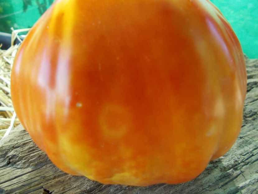  - SEMINTE ROSII - T 970 GIGANTE FARINA