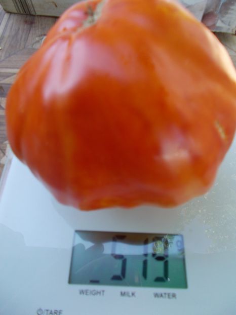  - SEMINTE ROSII - T 970 GIGANTE FARINA