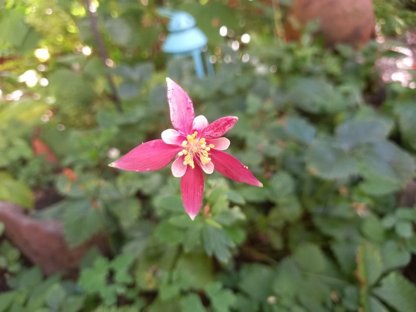  - Grădina 2022 continuare 3