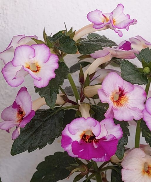 COUP DE FOUDRE - COUP DE FOUDRE