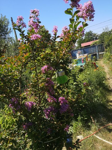 Powhatan - arbori ornamentali 2022