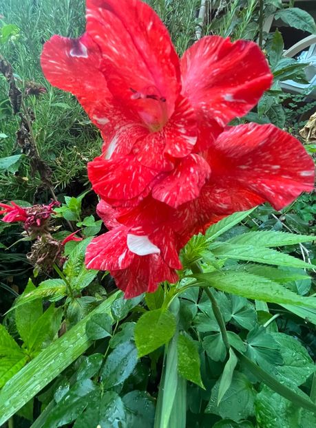 4BD251D5-DFC7-45A2-B819-A5213597E607 - Flori 2022 2023