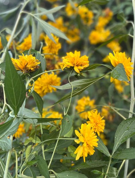 7C56347C-D932-4AD8-B67E-20664EE751C4 - Flori 2022 2023