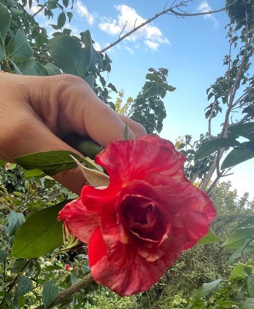 F992EDE9-99E2-44B2-9A3E-1D9C0CD0D580 - Flori 2022 2023