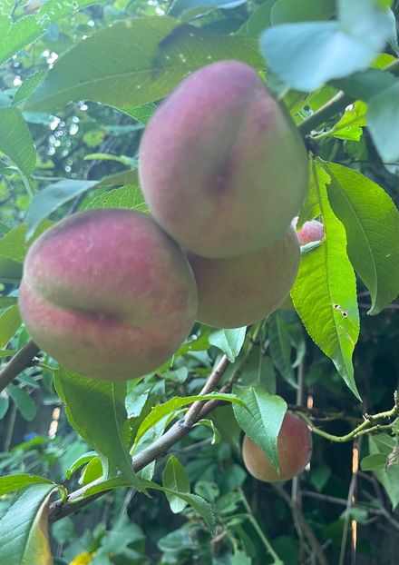 AFA42748-5D92-4352-A8D0-464123DAE31A - Flori 2022 2023