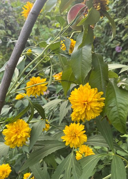 E051E052-E1AA-46D5-A56A-053807ED97A6 - Flori 2022 2023