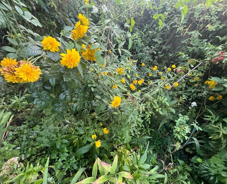 794518BF-1A7B-4E15-B36A-40E00B48C608 - Flori 2022 2023