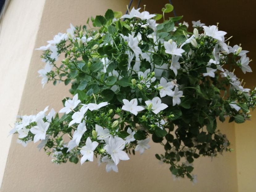  - Campanula