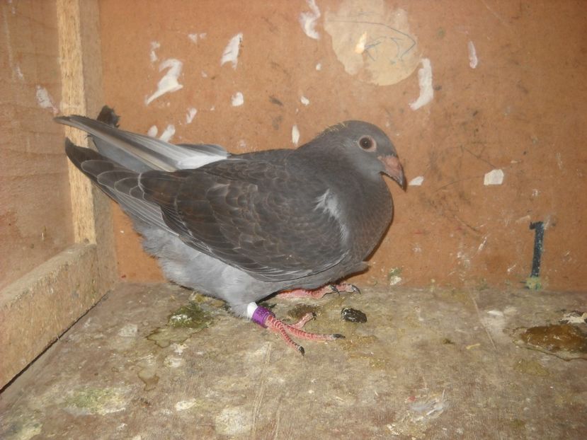  - UNDEVA IN SUCEAVA arhiva