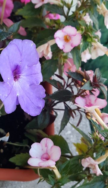 Comparatie intre flori: Odesa Blue si Amour, cam 1 la 4. Dar ambele sunt frumoase! - Odessa Blue p