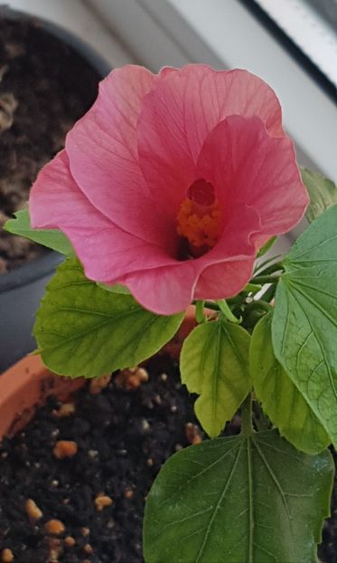 Hibi roz - Alte plante de interior