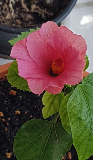  - Alte plante de interior