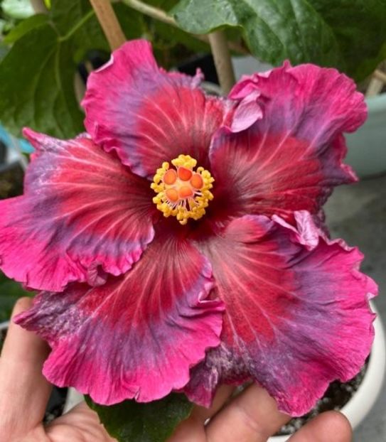  - Tahitian Dearest Vero