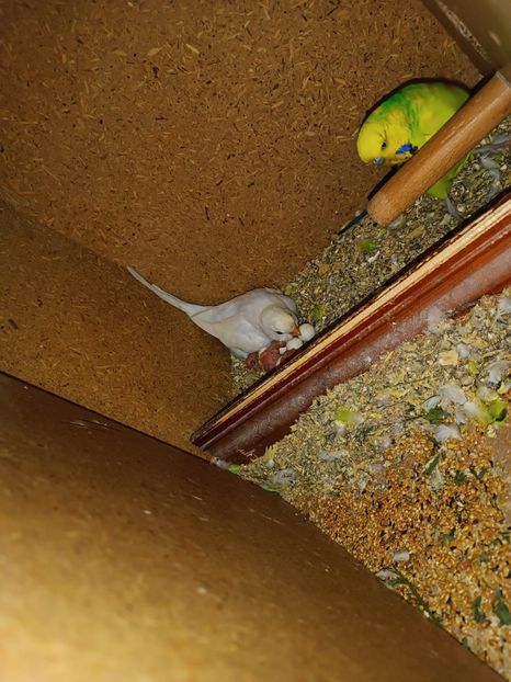 IMG-20220803-WA0094 - Peruși 2022