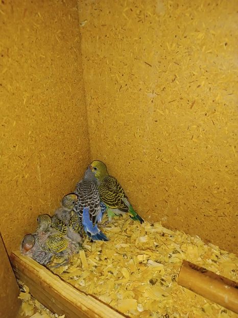 IMG-20220803-WA0092 - Peruși 2022