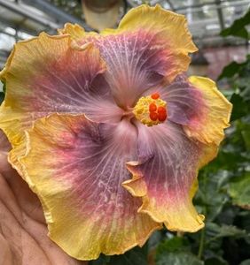  - Russian Charming Blonde