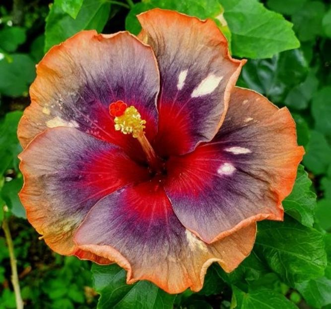  - Wind Rosa Angel Starshine