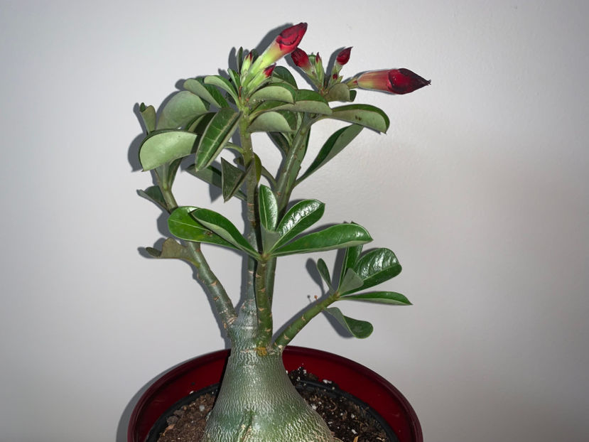  - Plante de interior 2022