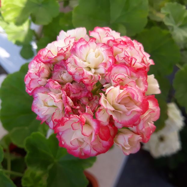 2022 Apple  blossom - Muscate 2017-2018- 2019-2020-2023-2024 - 2025