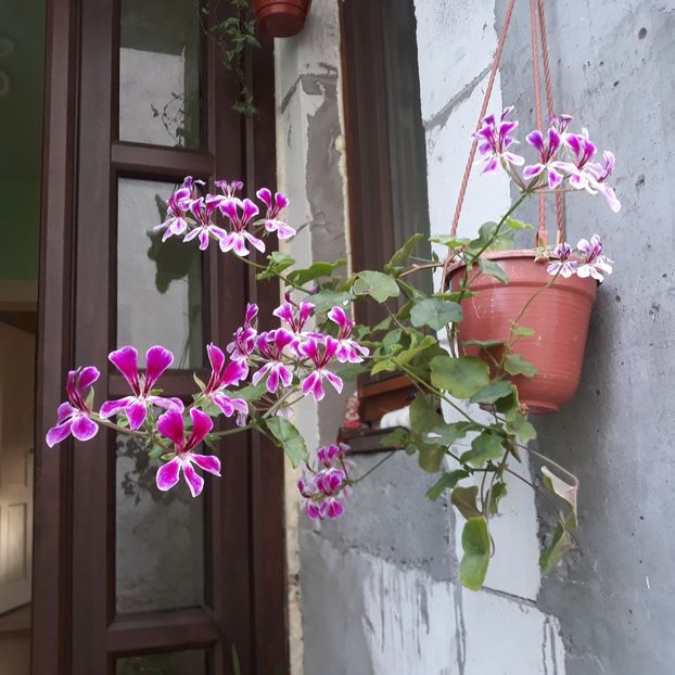  - Muscate 2017-2018- 2019-2020-2023-2024 - 2025