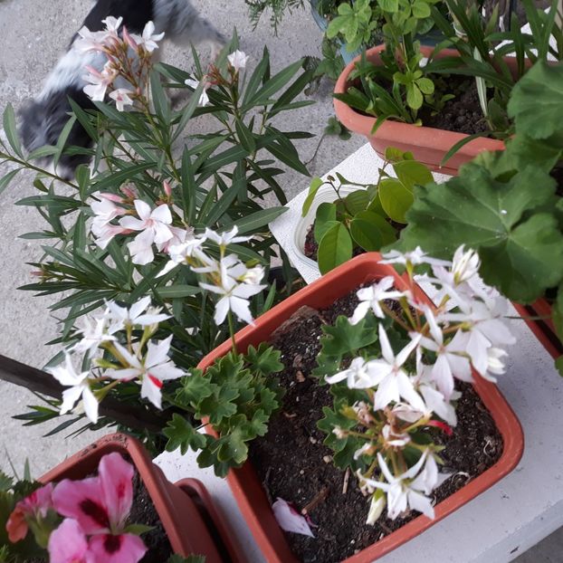  - Muscate 2017-2018- 2019-2020-2023-2024 - 2025