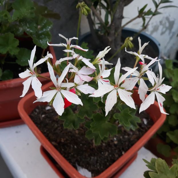  - Muscate 2017-2018- 2019-2020-2023-2024 - 2025