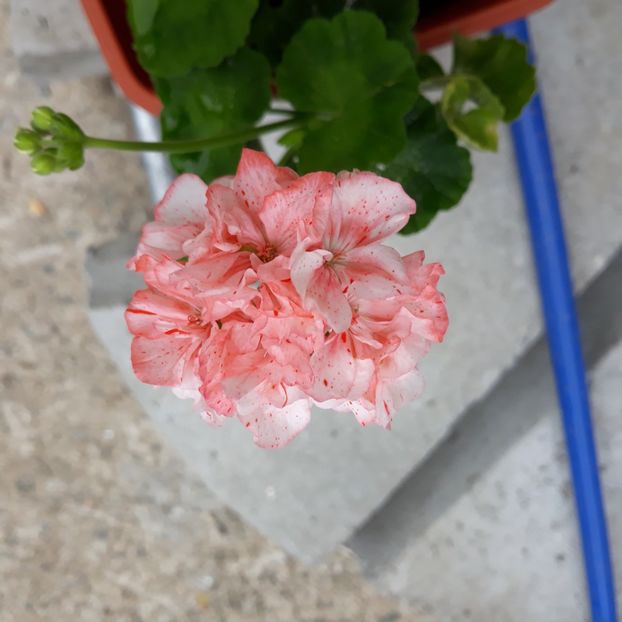  - Muscate 2017-2018- 2019-2020-2023-2024 - 2025