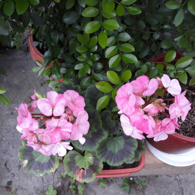  - Muscate 2017-2018- 2019-2020-2023-2024 - 2025