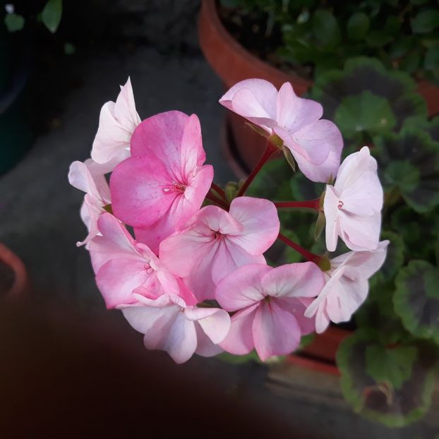  - Muscate 2017-2018- 2019-2020-2023-2024 - 2025