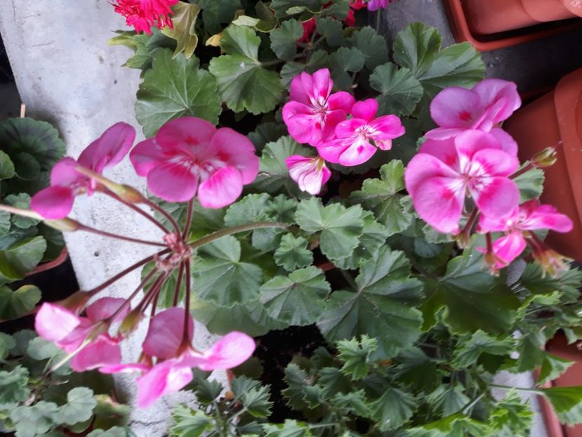  - Muscate 2017-2018- 2019-2020-2023-2024 - 2025