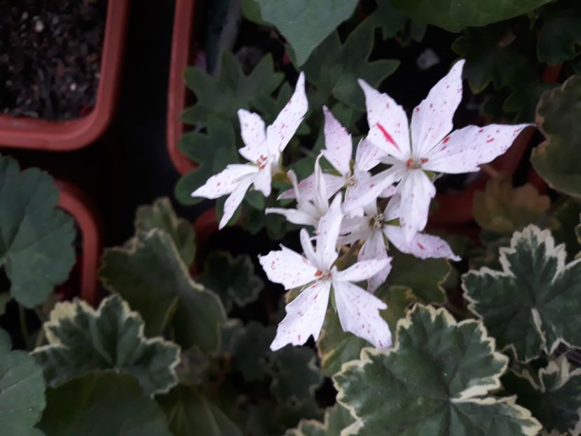  - Muscate 2017-2018- 2019-2020-2023-2024 - 2025