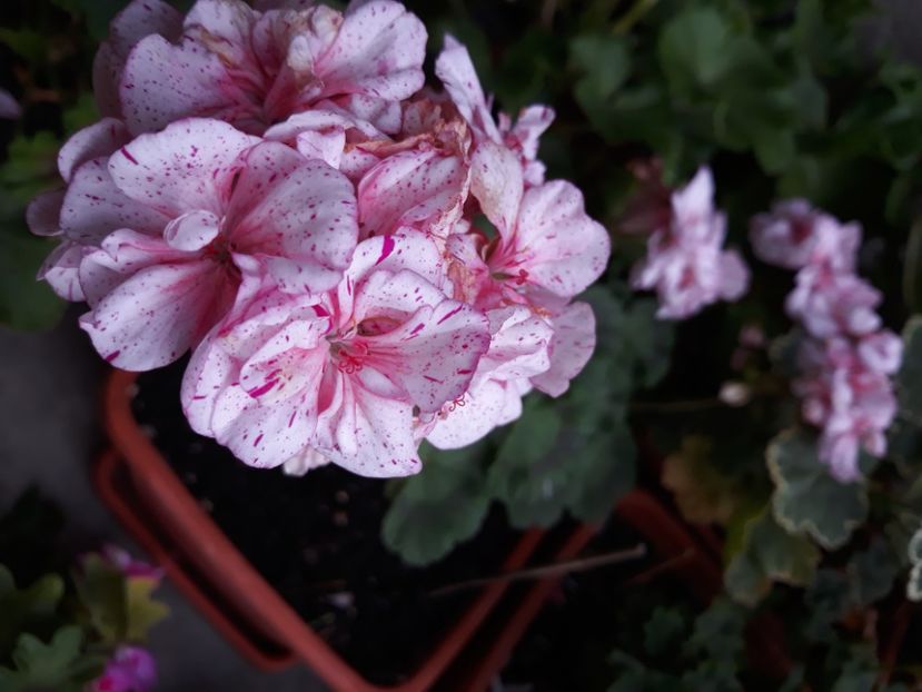  - Muscate 2017-2018- 2019-2020-2023-2024 - 2025