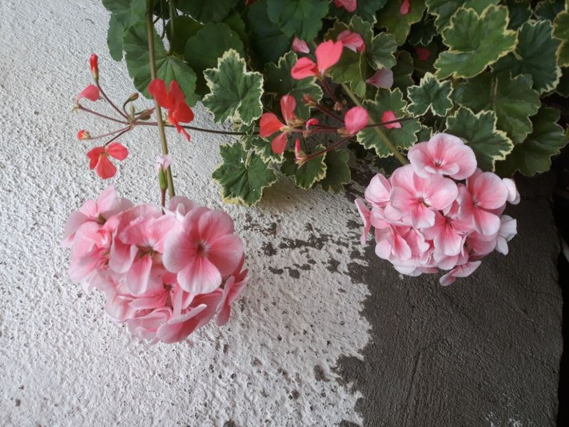  - Muscate 2017-2018- 2019-2020-2023-2024 - 2025