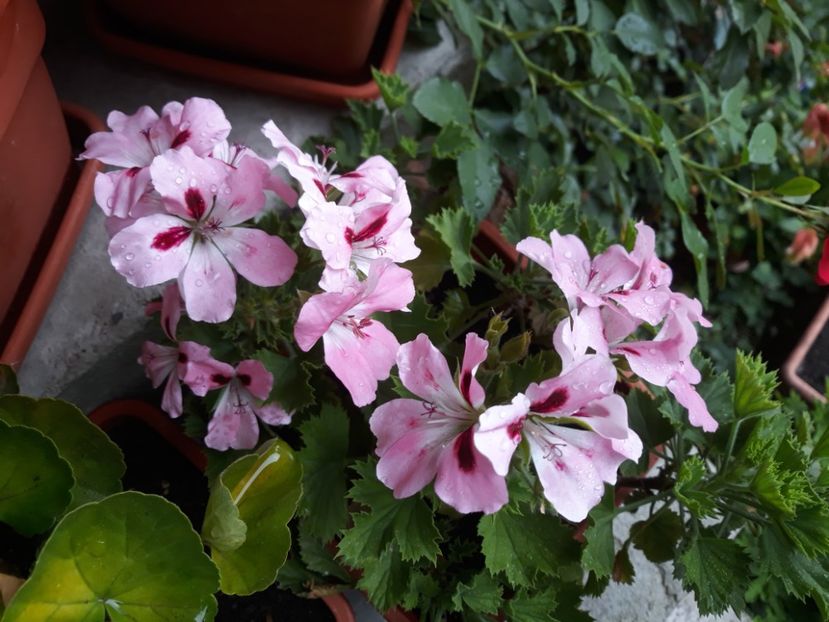  - Muscate 2017-2018- 2019-2020-2023-2024 - 2025