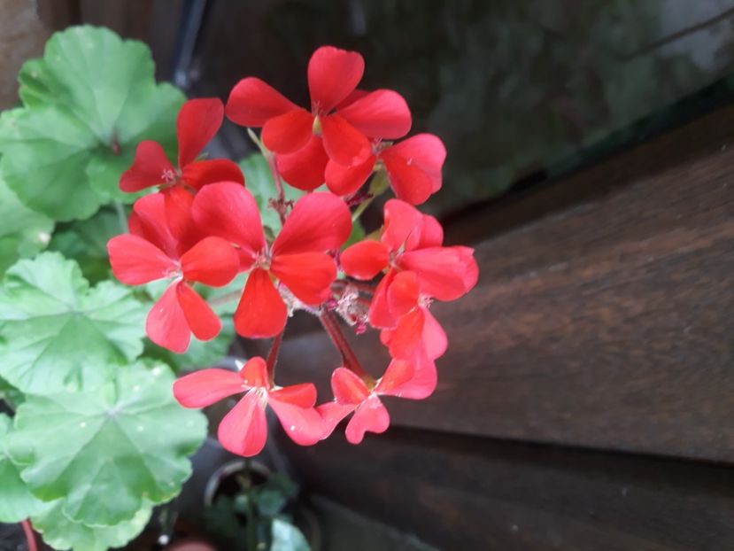  - Muscate 2017-2018- 2019-2020-2023-2024 - 2025