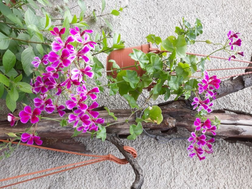  - Muscate 2017-2018- 2019-2020-2023-2024 - 2025