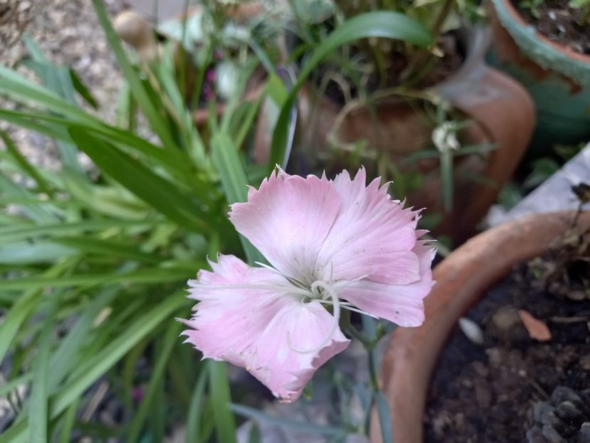 prima garofiță din semințe :-) - Grădina 2022 continuare 3