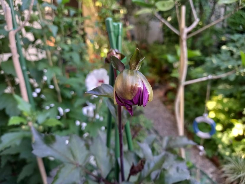  - Grădina 2022 continuare 3