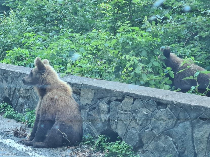 3484f26a-5163-4fcc-8f72-7d050ab7c4fc - 2022 VACANTĂ GRECIA THASSOS 1-14 iulie