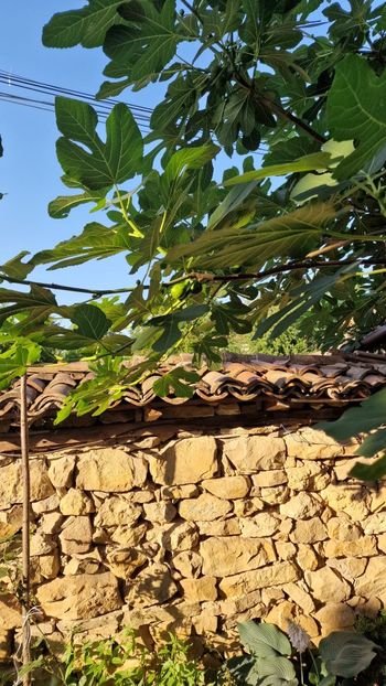 f2f024f7-0bb9-41d1-8ab5-bda4ff4db6b2 - 2022 VACANTĂ GRECIA THASSOS 1-14 iulie