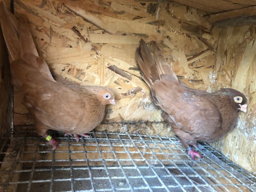  - 5-Perechi lot zbor 2022