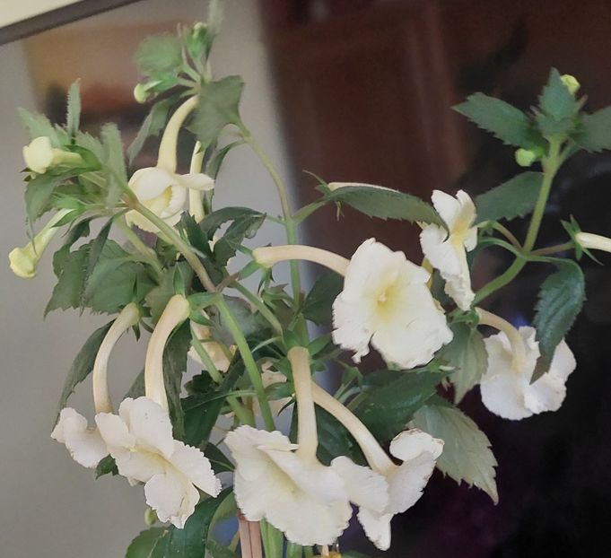  - YELLOW ENGLISH ROSE 2