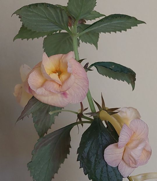  - RFs TROPICANA 2