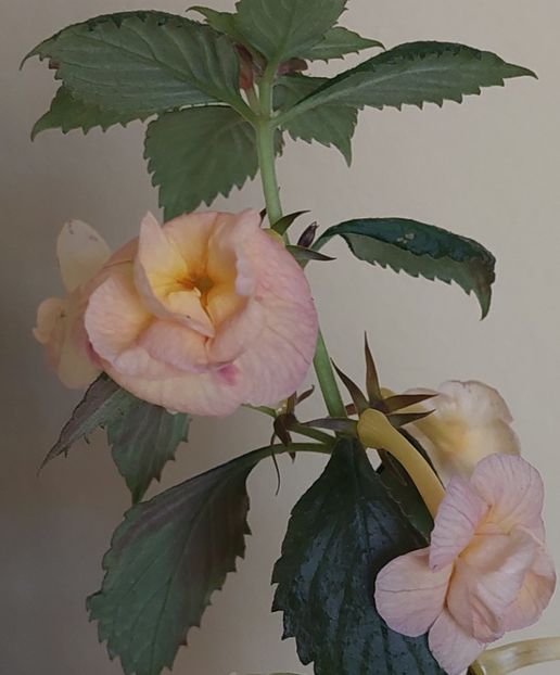  - RFs TROPICANA 2