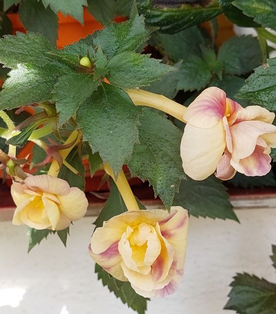  - RFs TROPICANA 2