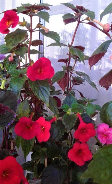  - Foarte multe varietatii inca nu au inflorit