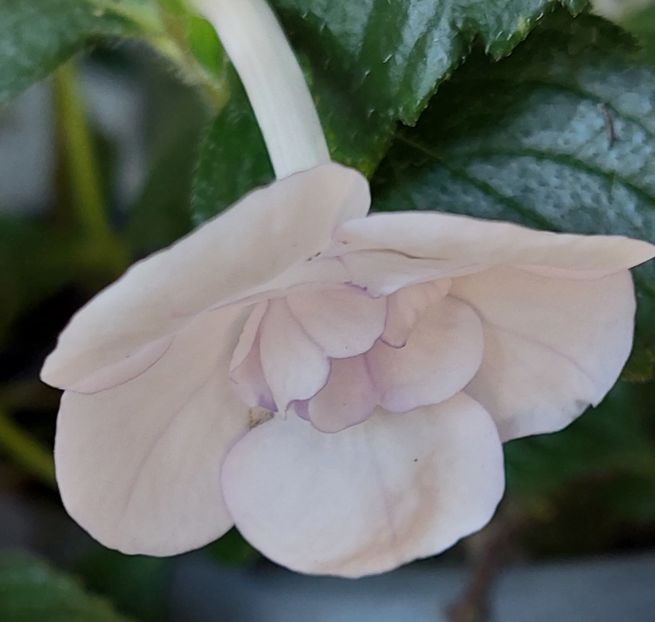  - Double Picotte Rose