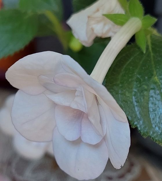  - Double Picotte Rose